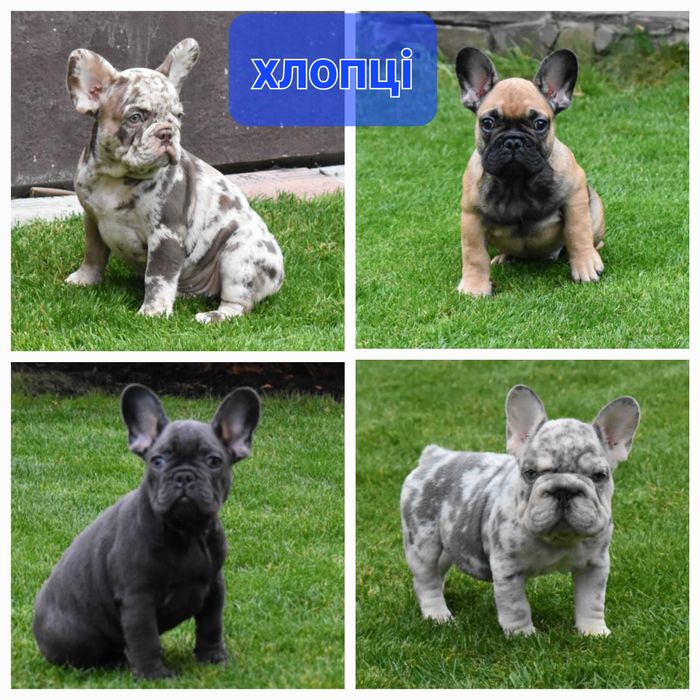 Чудові малюки франічки