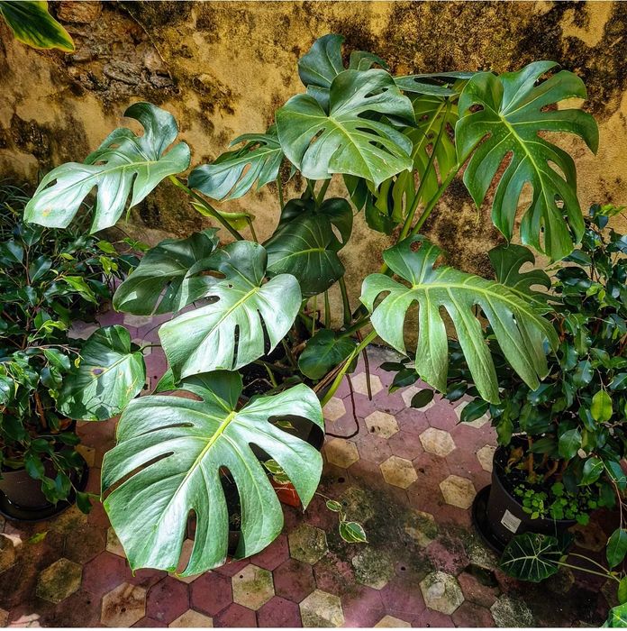 Monstera Deliciosa, Costela de Adão, planta, plantas, natureza, jardim