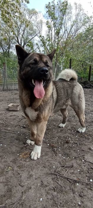 Американська Акіта
