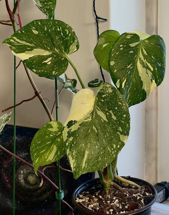 Monstera Thai Constellation