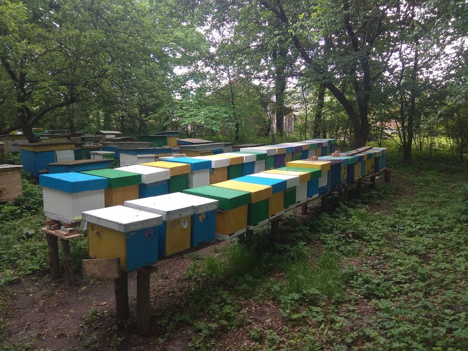 Бджолопакети. Карніка