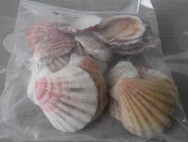 muszle dekoracyjne- paczka