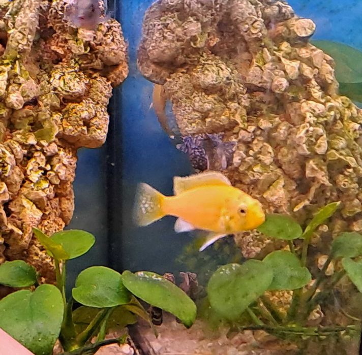 Młode pyszczaki Labidochromis caeruleus yellow