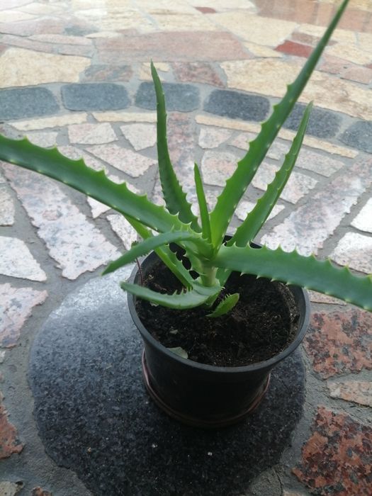 Aloes kwiat leczniczy