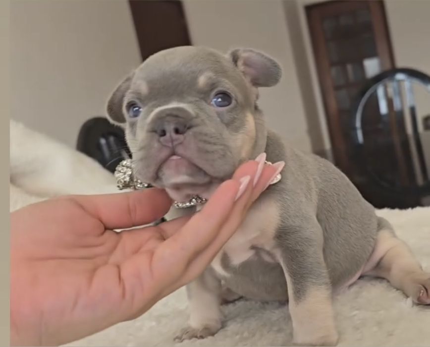 Bulldog Francês Lilac  excelente genetica