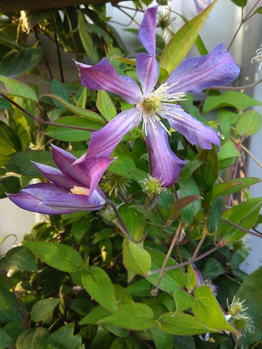 Сумах. Клематис. Бересклет. Лилии. Ирисы. Спирея. Тюльпаны.