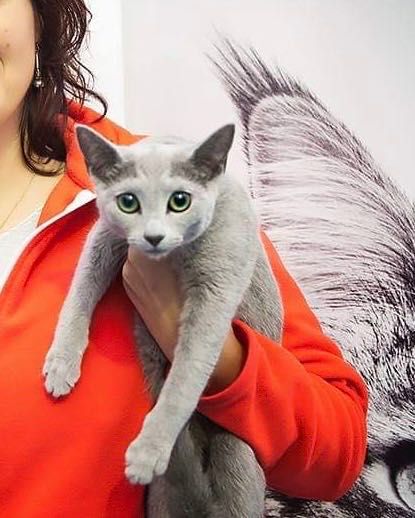 Russian Blue/Azul Russo. Pedigree.