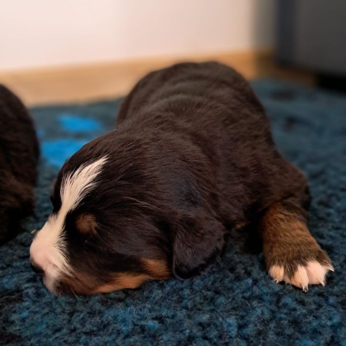 Berneński pies pasterski -rezerwacja