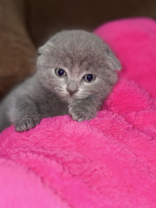 Котята Шотландські