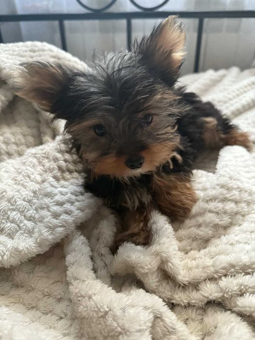 Yorkshire terrier sunia