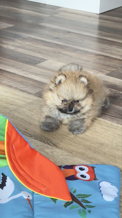 Piesek pomeranian