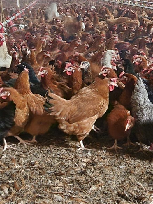 Kury nioski Rosa z pierwszym jajkiem. Dominant i Leghorn. Dowóz Gratis