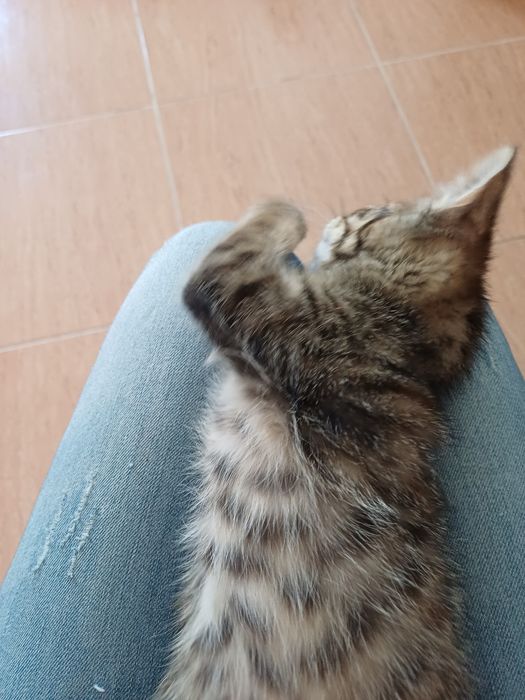 Gatinhos|  1 coracao pequenino procura uma familia