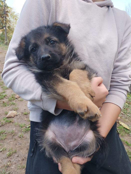 Цуценята німецької вівчарки