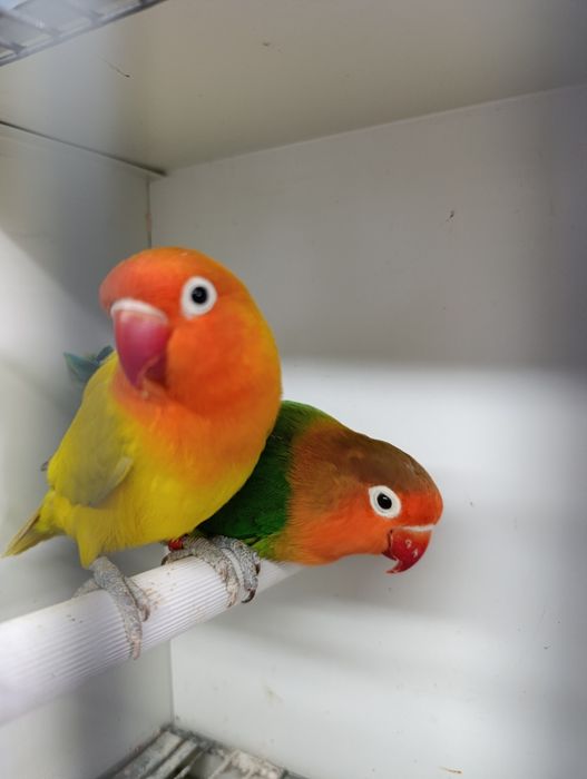 Casal de agapórnis fischeris Edge linha verde