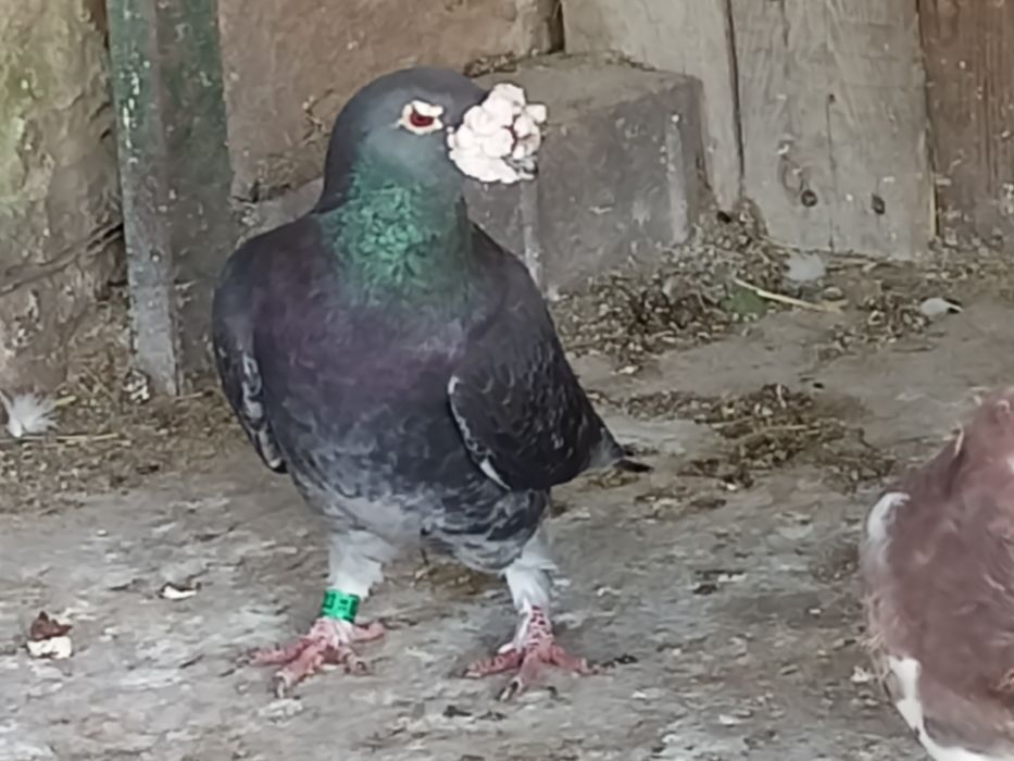 Gołębie staropolskie