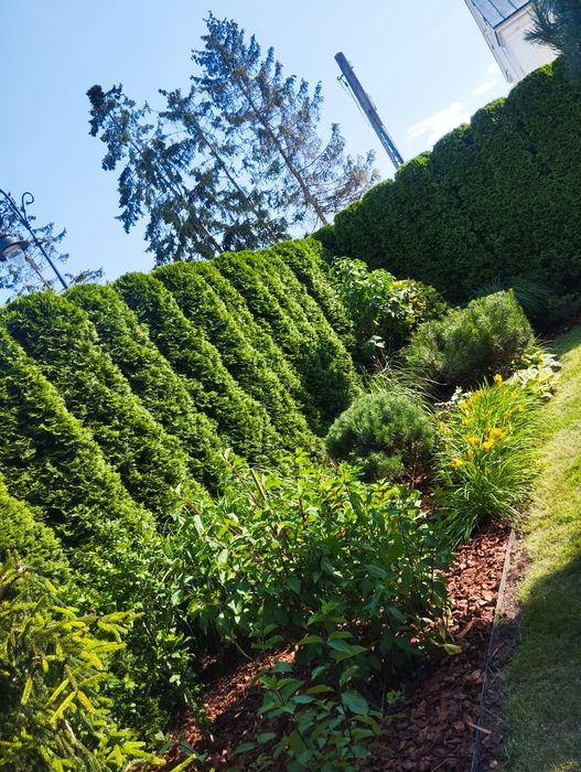 Usługi ogrodnicze Glebogryzarka separacyjna Wertykulacja  Przycinki