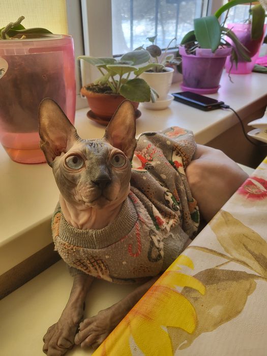 Котик Федір шукає дівчинку для  продовження роду.