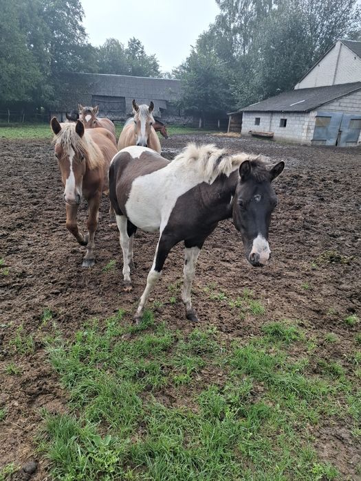 Sprzedam ogier hucuł.