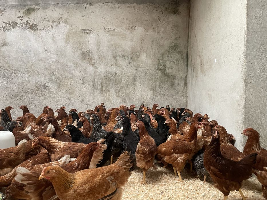 MEGA PROMOÇAO POEDEIRAS ATE AO FINAL DO MÊS