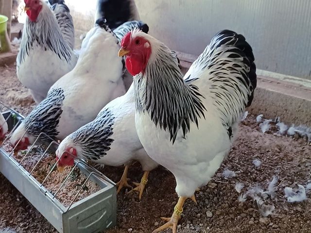 Яйце інкубаційне,курчата, Віандот блакитний, колумбія.