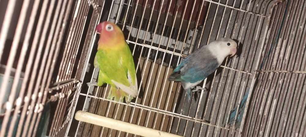 Vendo casal de agaponis fisher