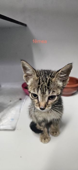 Gatinhos bebés com esterilização gratuita para adoção