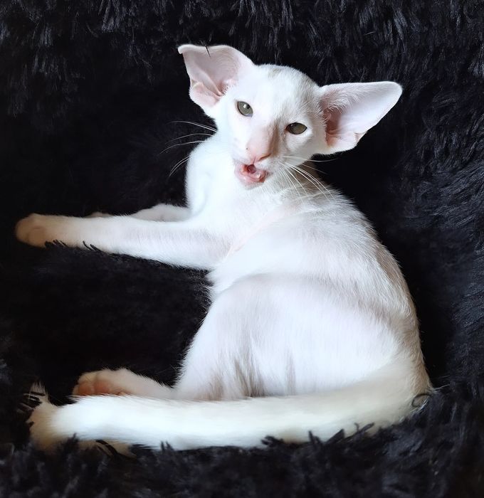 Ориентальные малыши