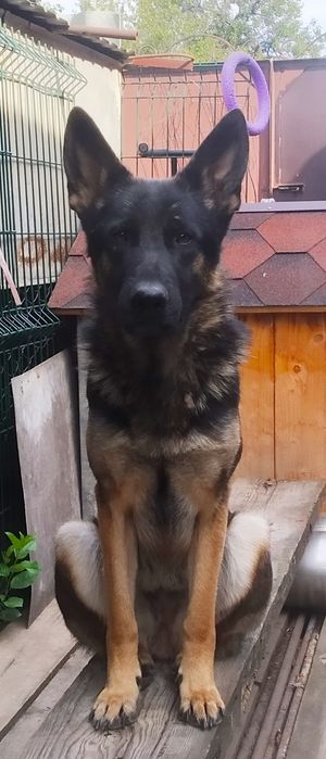 Шикарнейшая по типу!100% German shepherd