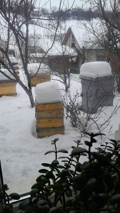 Вулики   Теребовля