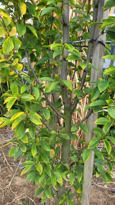 Grab Fascigiata - duże okazy