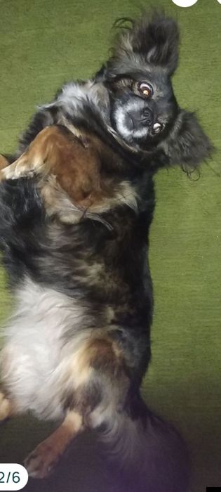 Красивая собачка