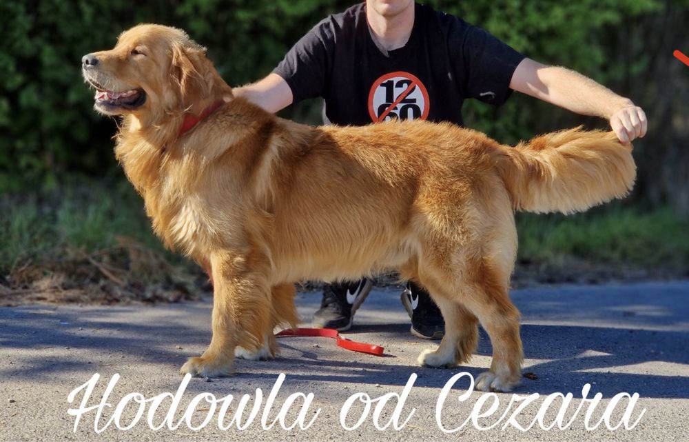 Złoty szczeniak Golden Retriever
