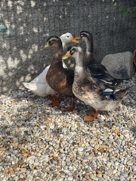 Vendo patos rouen