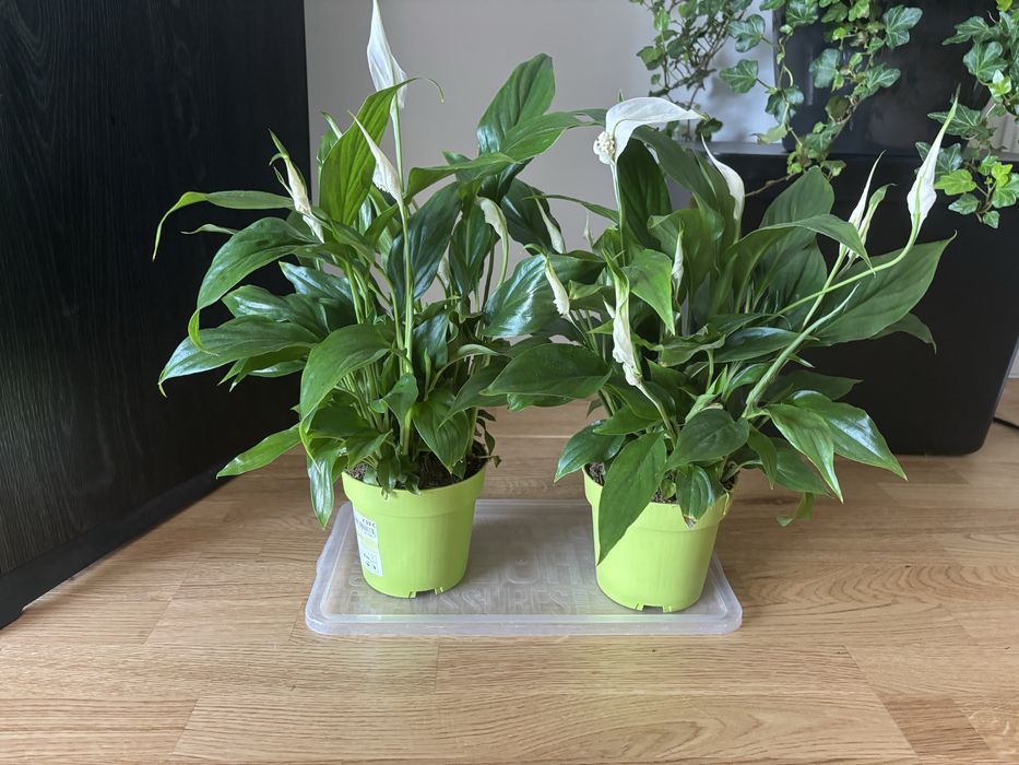 Skrzydłokwiat (spathiphyllum)_duży