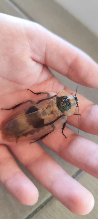 Домашній гігантський тарган, блаберус