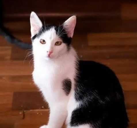 Кошенятко у добрі руки