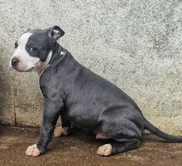 AMERICAN STAFFORDSHIRE TERRIER Canil Of Greatwarriors