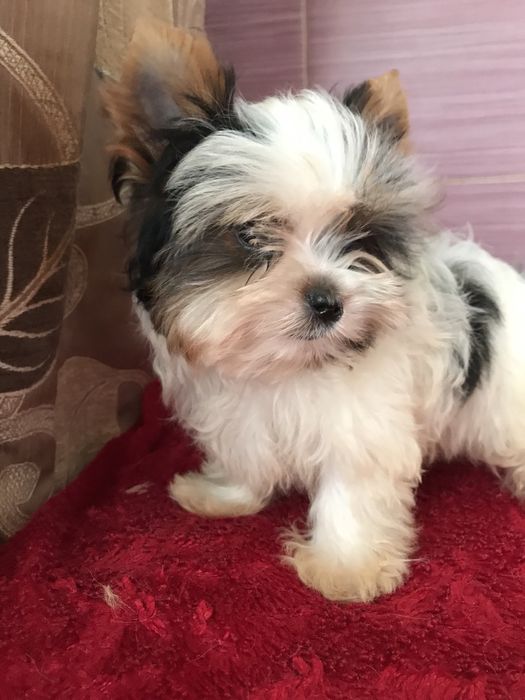 Мініатюрний кобель бівер