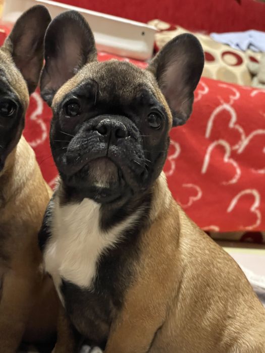 Цуценята Французького бульдога