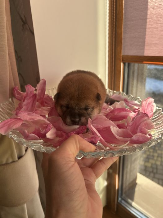 Маленьке щастя. Шиба іну, Сіба іну. FCI