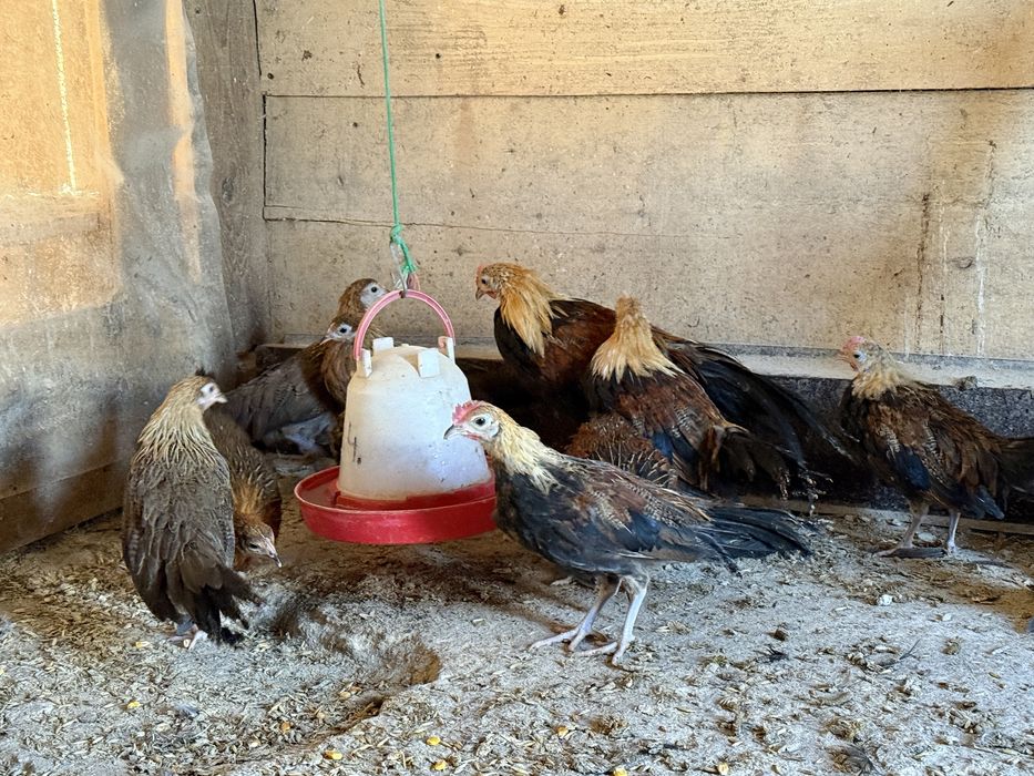 Feniks Feniksy Kogut Kura