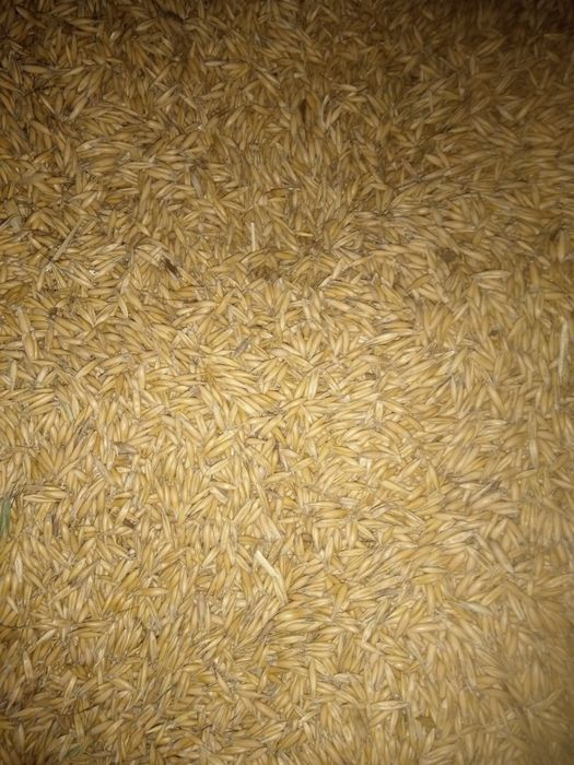 Owies sprzedam zbiór 2025