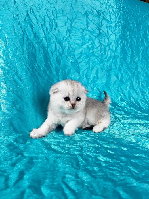 Кішечка Срібна шиншила