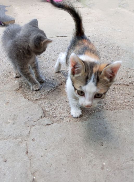 отдаются котята 3