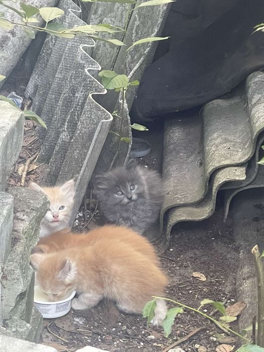 Віддам котиків у добрі ручки