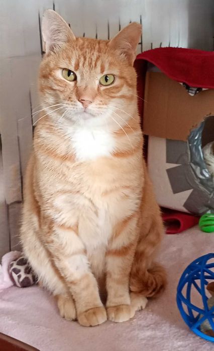 Adam jak feniks z popiołów