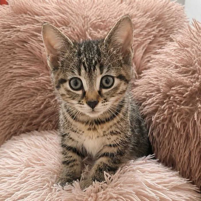 Mrusia 8tyg kociczka do.adopcji