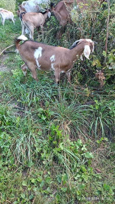 Продам англо-нубійські кози і козлики.
