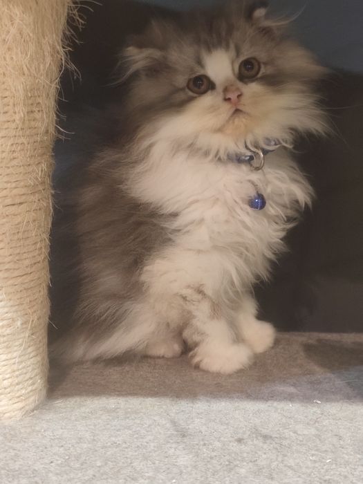 Gatinho Persa fabuloso